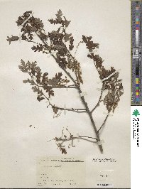 Quercus gambelii image