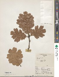 Quercus garryana image