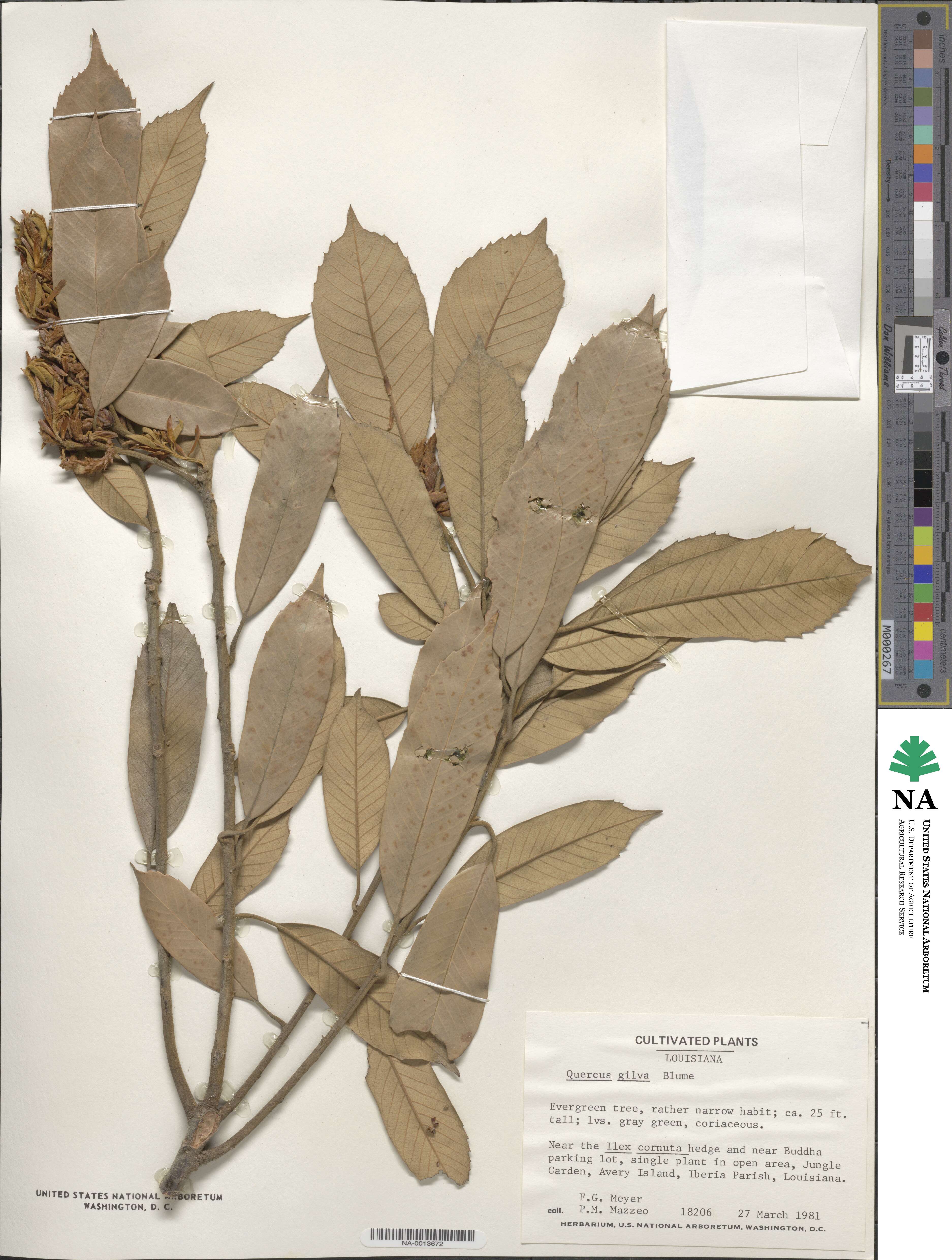 Quercus gilva image