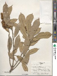 Quercus gilva image