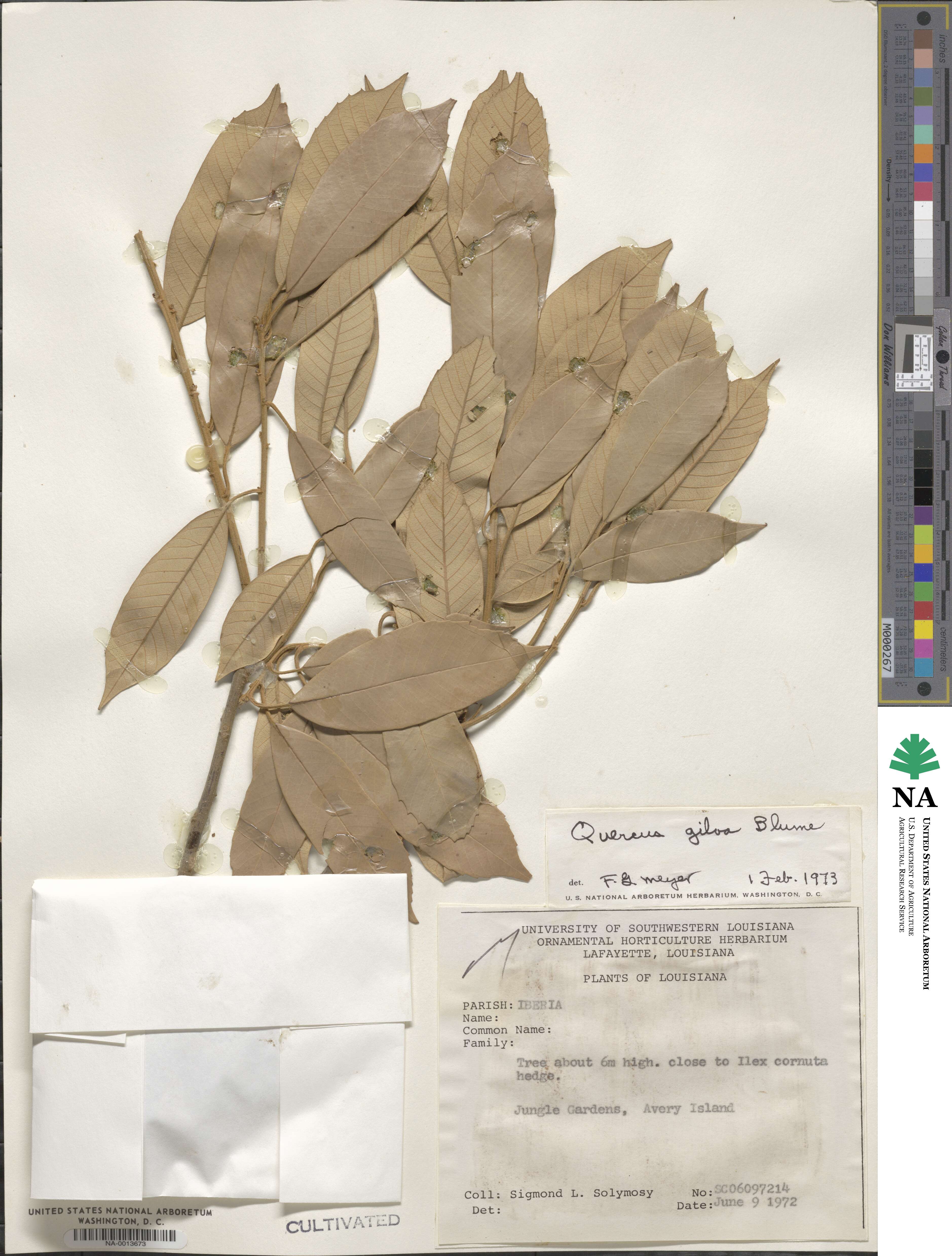 Quercus gilva image