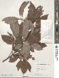 Quercus serrata image