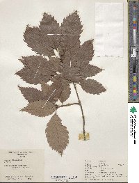 Quercus serrata image