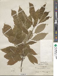 Quercus serrata image