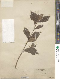 Quercus serrata image