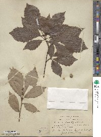 Quercus serrata image