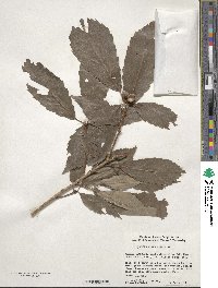 Quercus serrata image