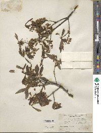 Quercus serrata image