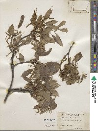 Quercus serrata image