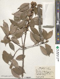 Quercus glauca image