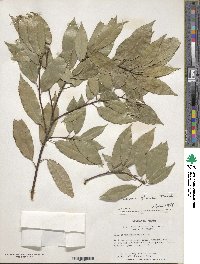 Quercus glauca image