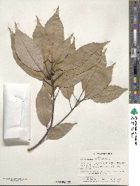 Quercus glauca image