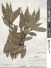 Quercus glauca image