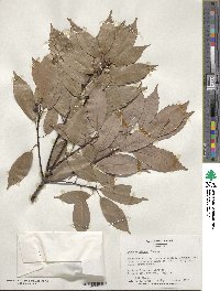 Quercus glauca image