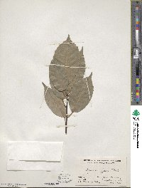 Quercus glauca image