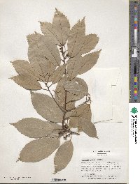 Quercus glauca image