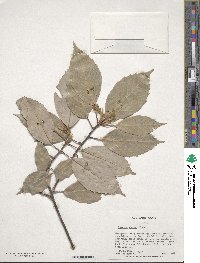 Quercus glauca image