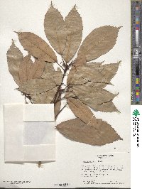 Quercus glauca image