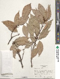 Quercus glauca image