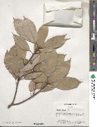 Quercus glauca image