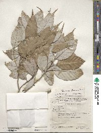 Quercus glauca image