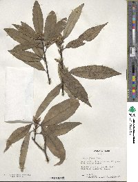 Quercus glauca image