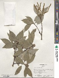 Quercus glauca image