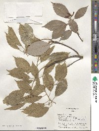 Quercus glauca image