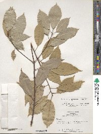 Quercus glauca image