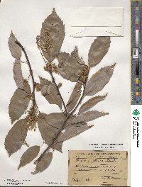 Quercus glauca image