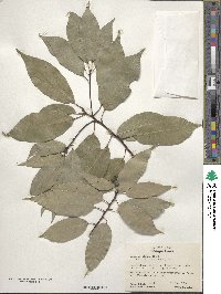 Quercus glauca image