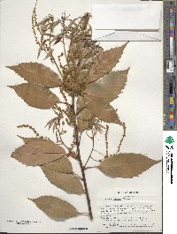 Quercus glauca image