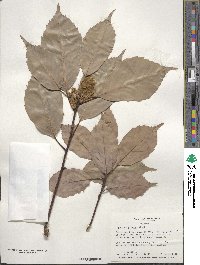 Quercus glauca image