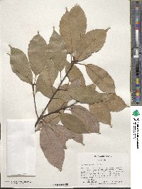 Quercus glauca image