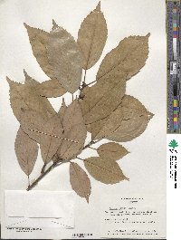 Quercus glauca image