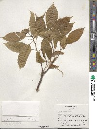 Quercus glauca image