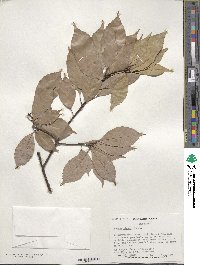 Quercus glauca image