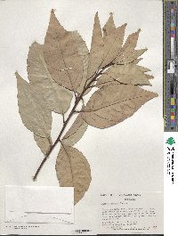 Quercus glauca image