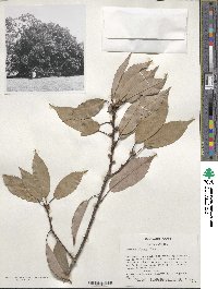 Quercus glauca image