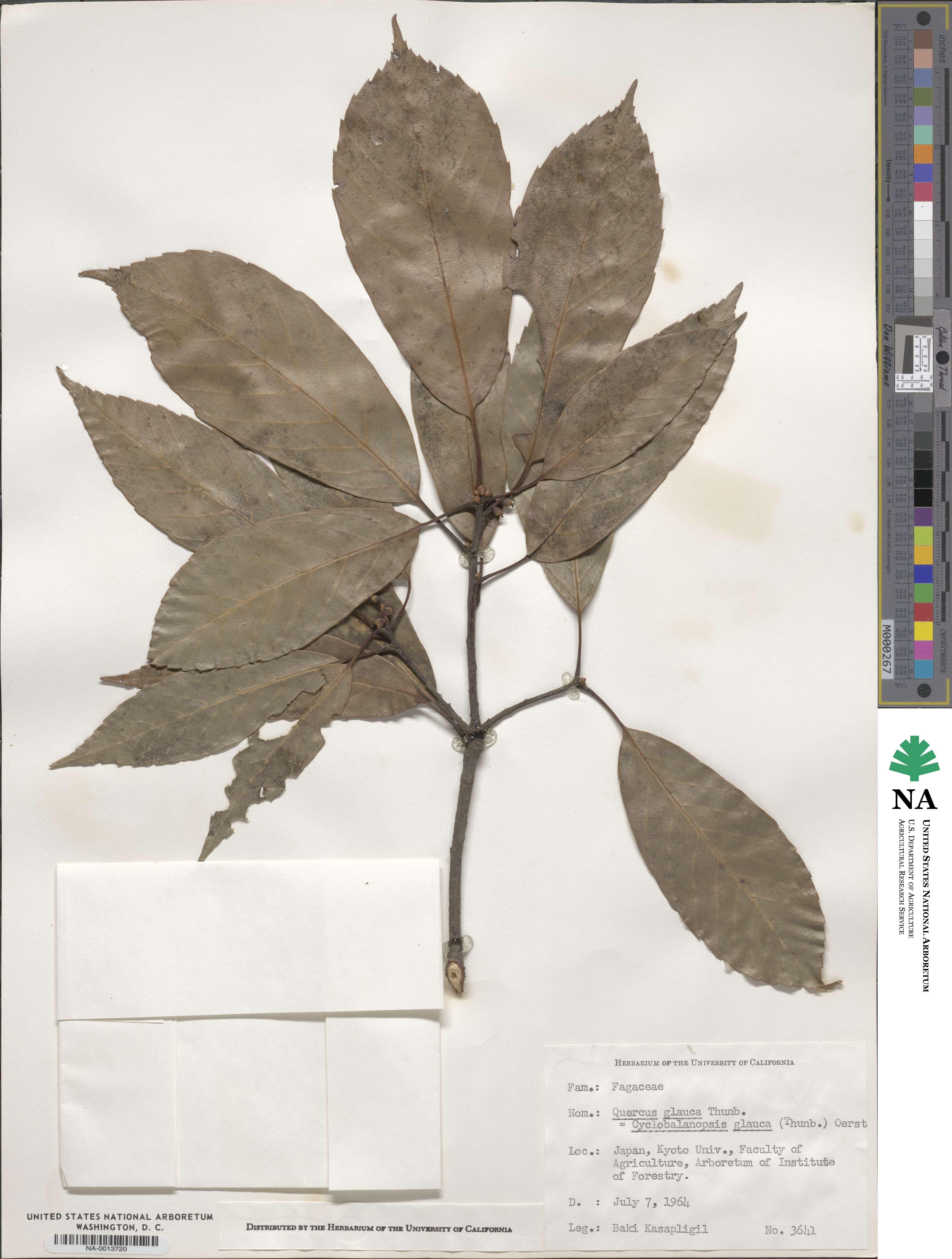 Quercus glauca image