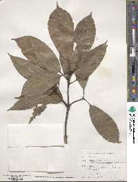 Quercus glauca image