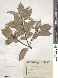 Quercus glauca image