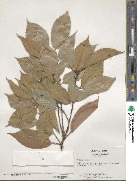 Quercus glauca image