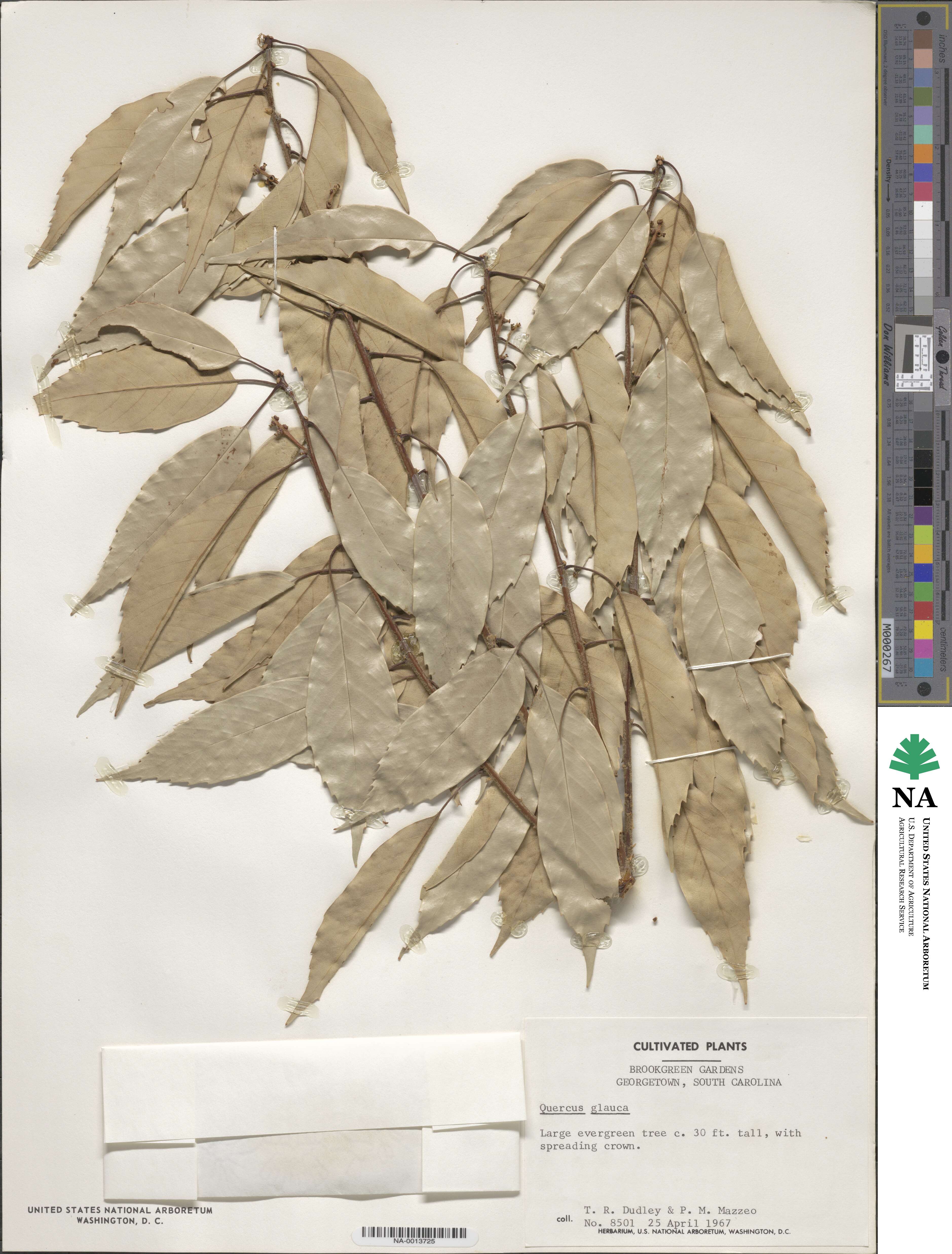 Quercus glauca image