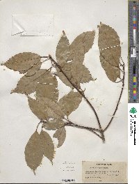 Quercus glauca image