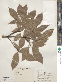 Quercus glauca image