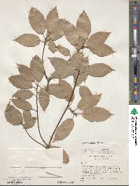 Quercus glauca image