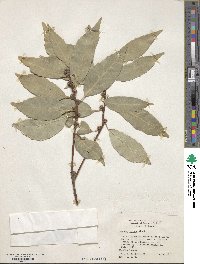 Quercus glauca image