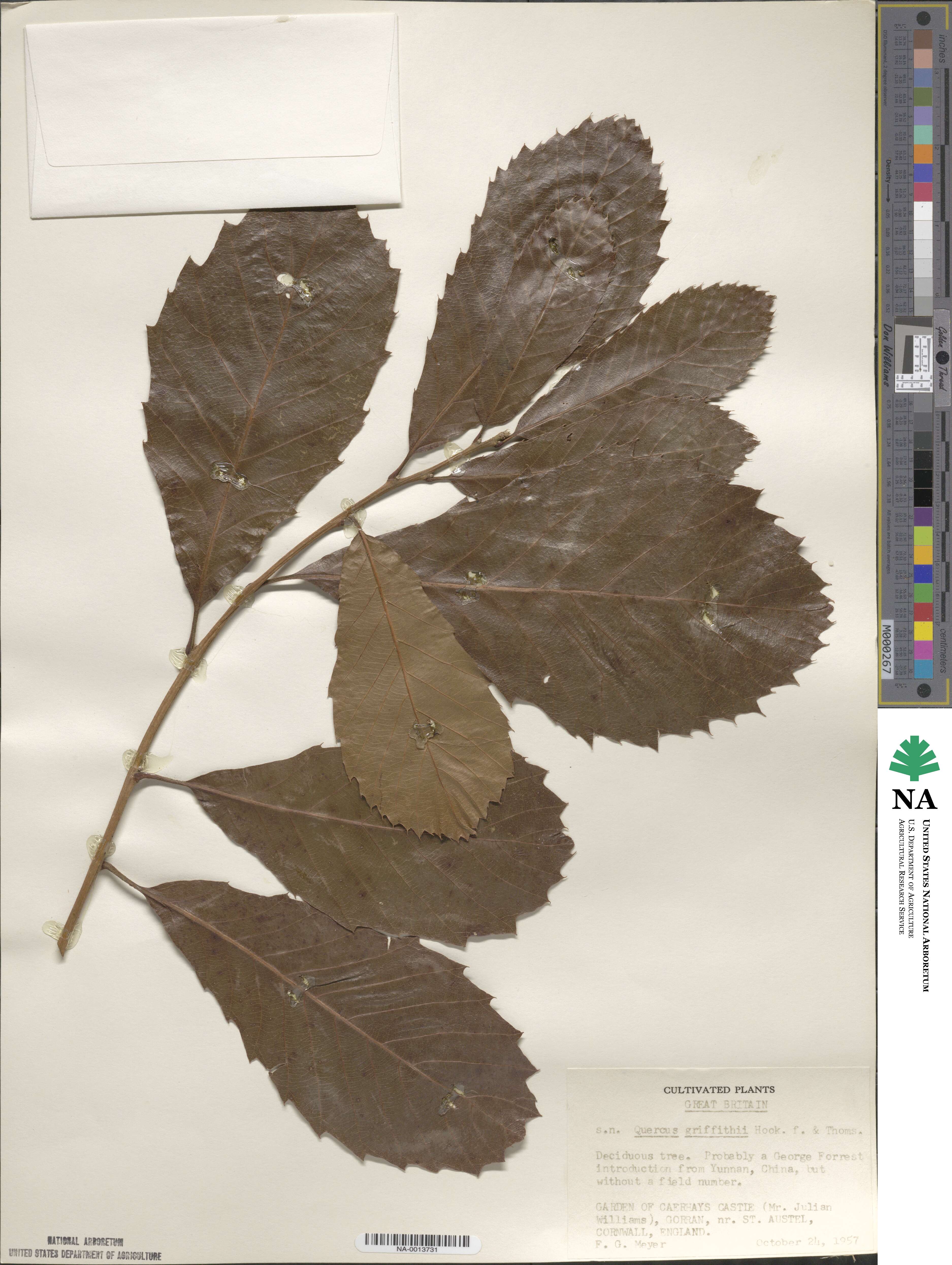 Quercus griffithii image