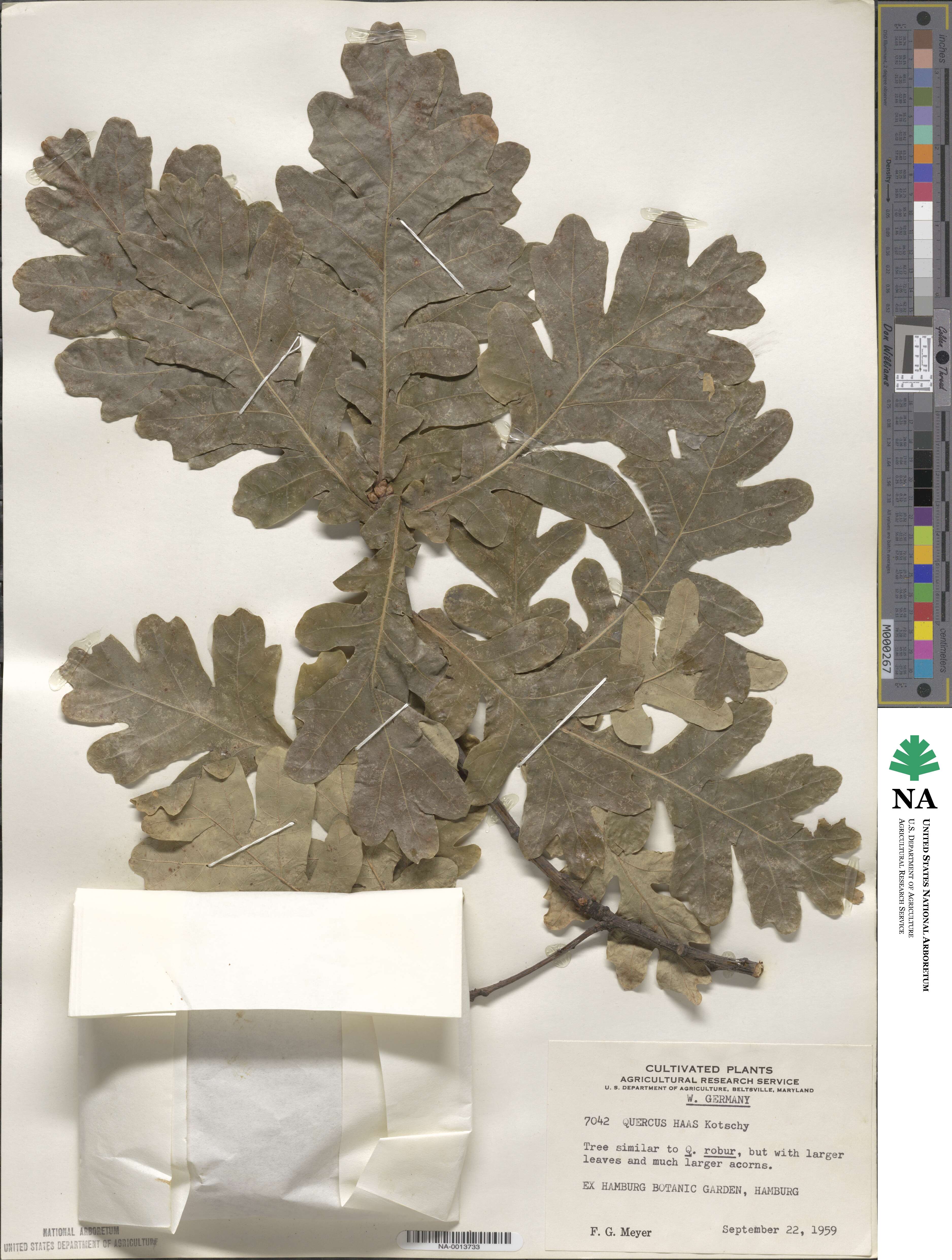 Quercus robur subsp. robur image